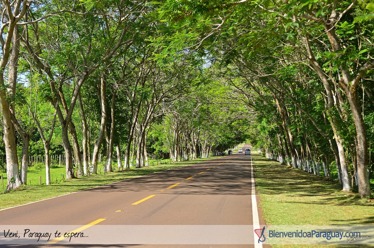 Camino arbolado representando zonas de servicio